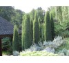 Можжевельник обыкновенный Хиберника (Hibernica),С3